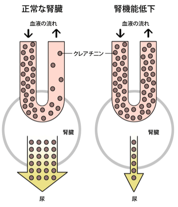 血清クレアチニン値